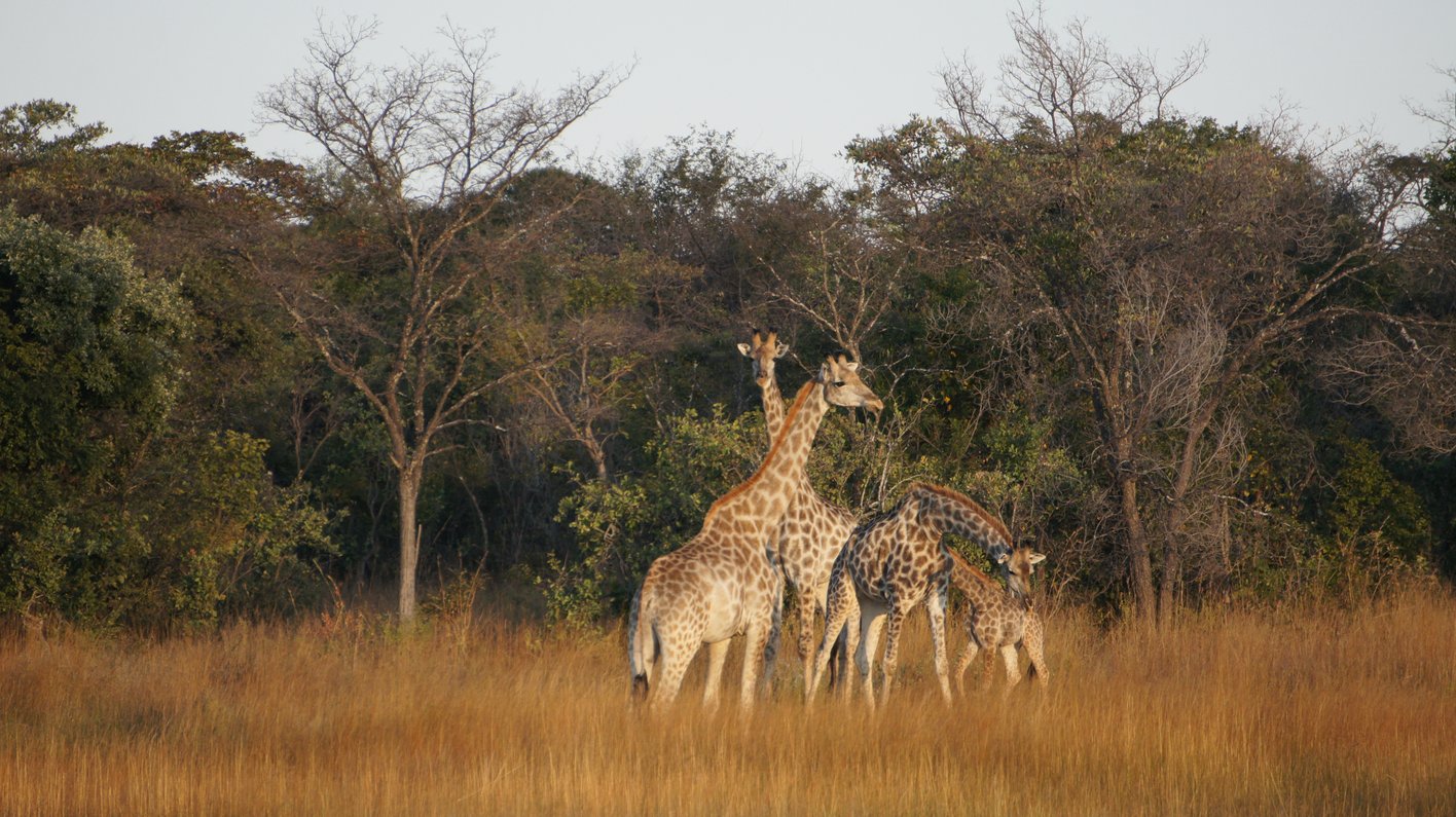 Zimbabwe