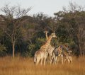 Zimbabwe