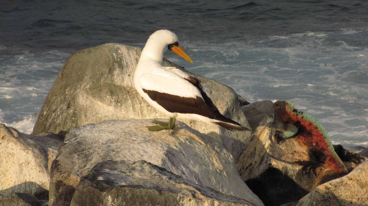 Galapagos