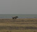 Lake Turkana Kenia