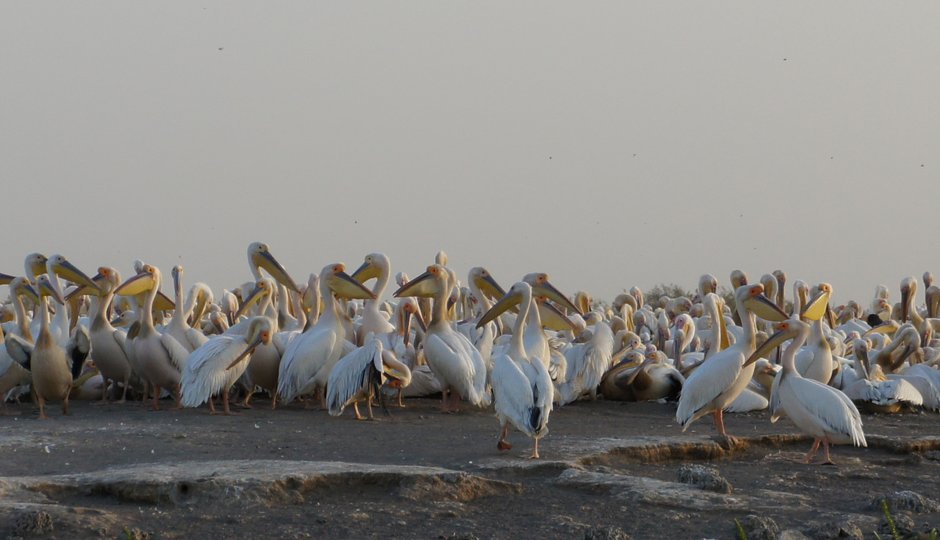 Mit der Bou el Mogdad auf dem Senegal River