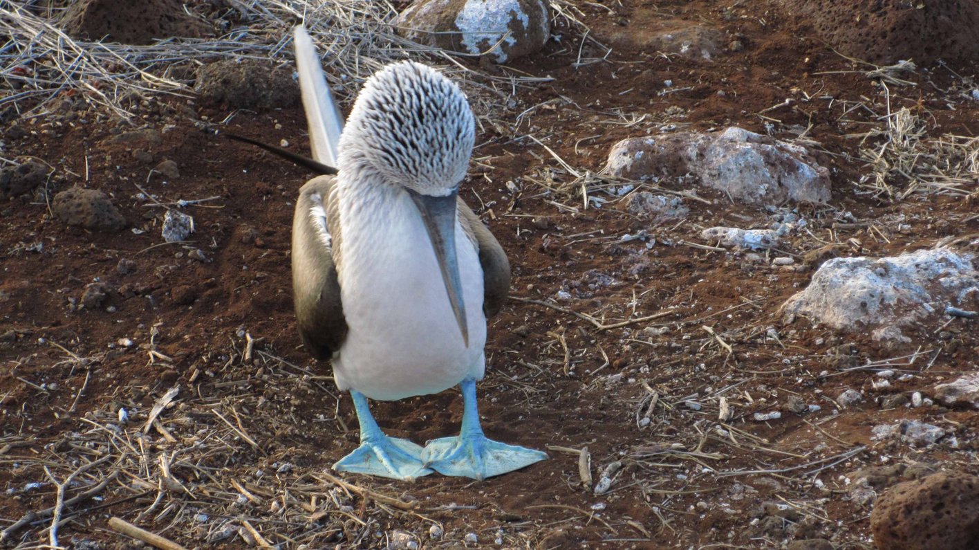 Galapagos