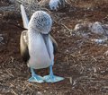 Galapagos