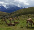 Patagonien
