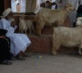 Oman