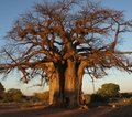 Zimbabwe