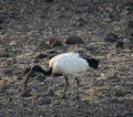 Lake Turkana Kenia