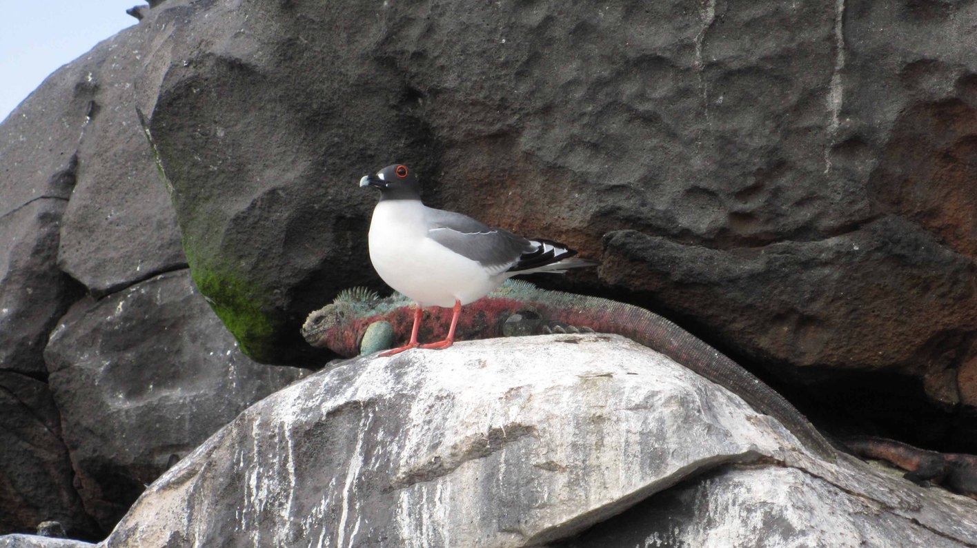 Galapagos