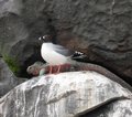 Galapagos