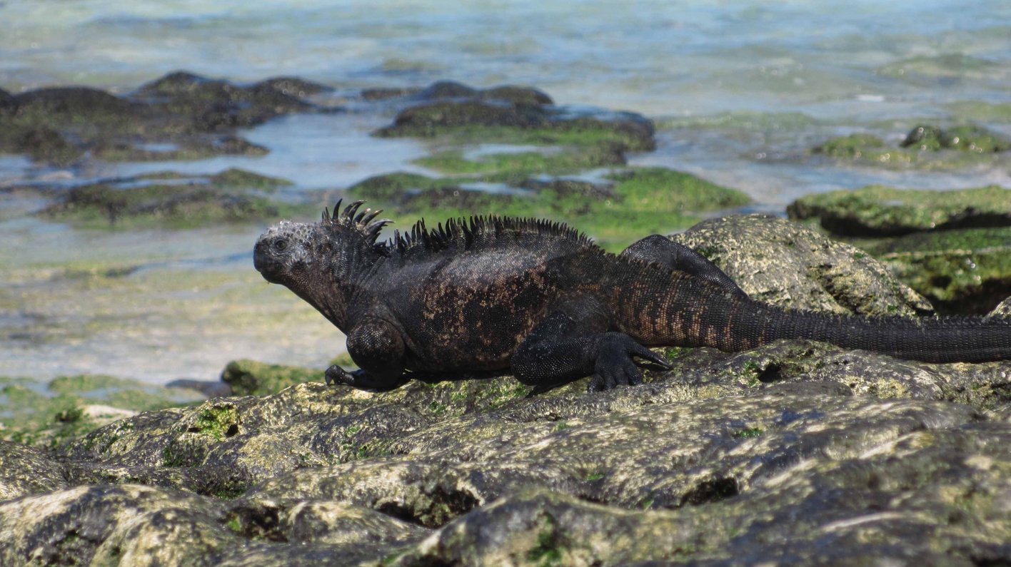 Galapagos
