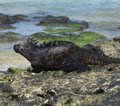 Galapagos