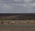 Lake Turkana Kenia