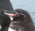 Galapagos