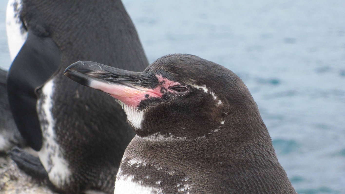 Galapagos