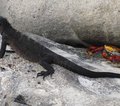 Galapagos