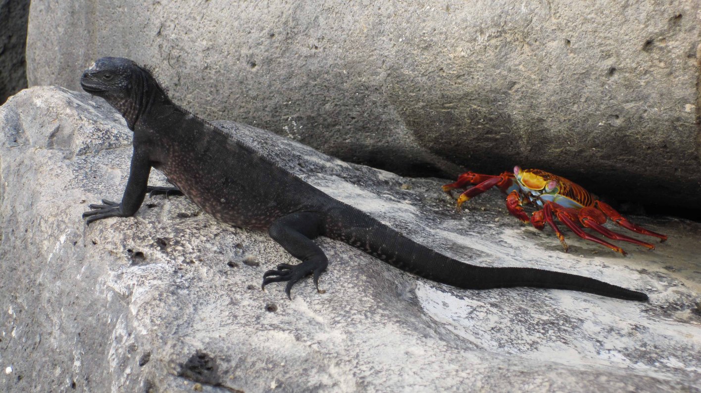 Galapagos