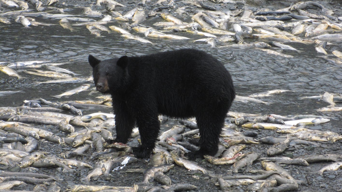 USA Alaska