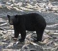 USA Alaska