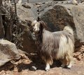 Oman