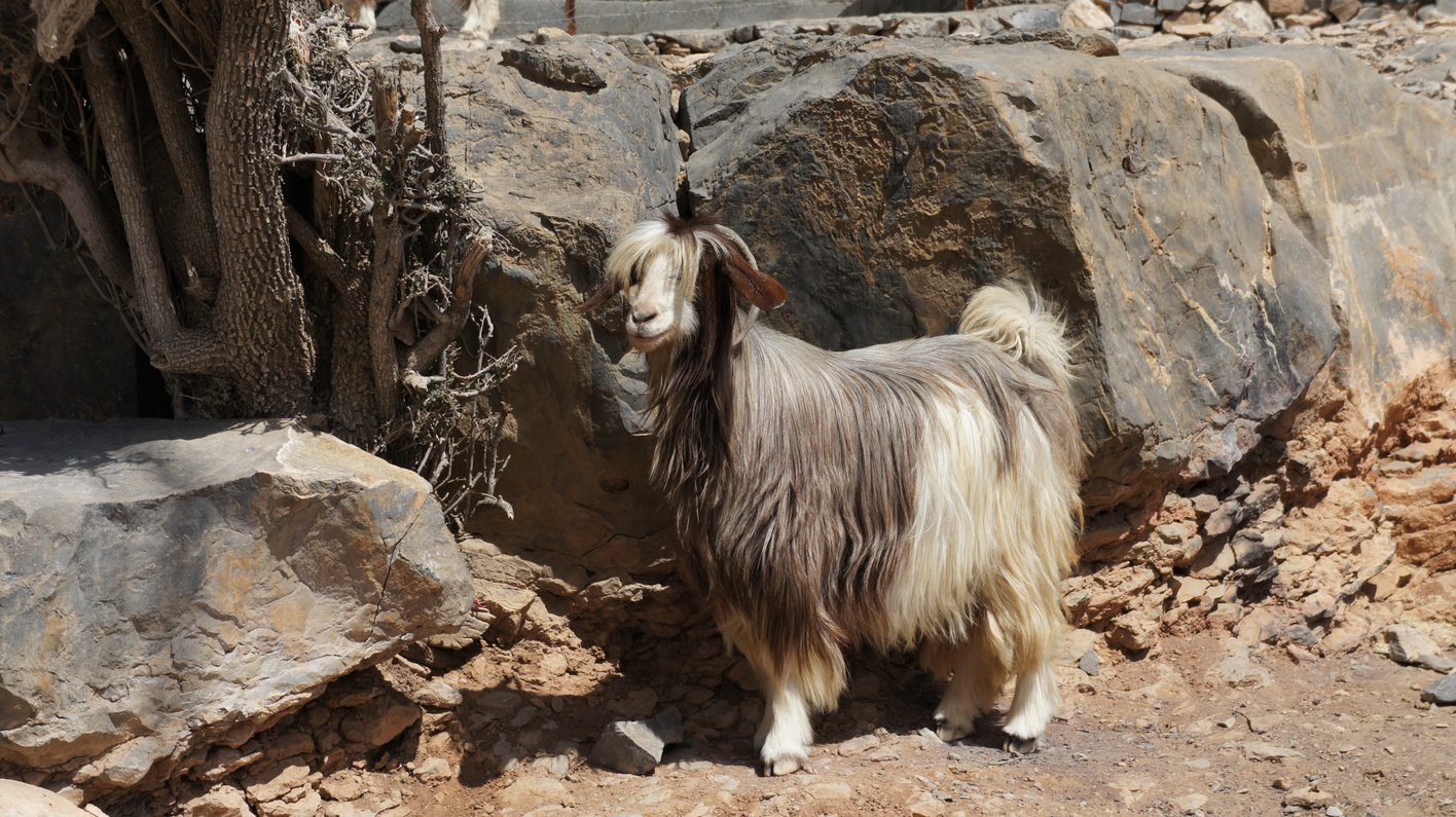Oman