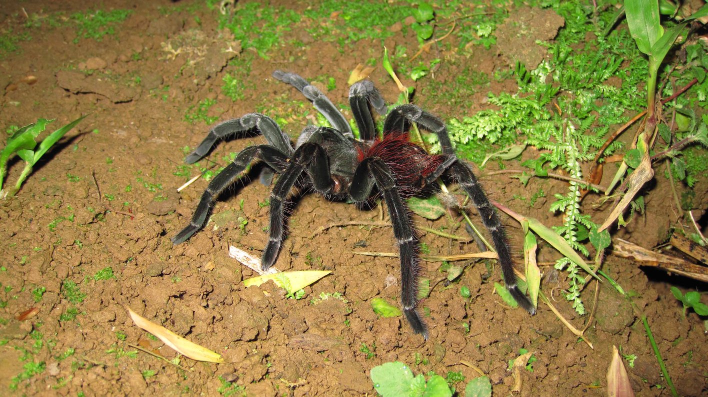 Ecuador