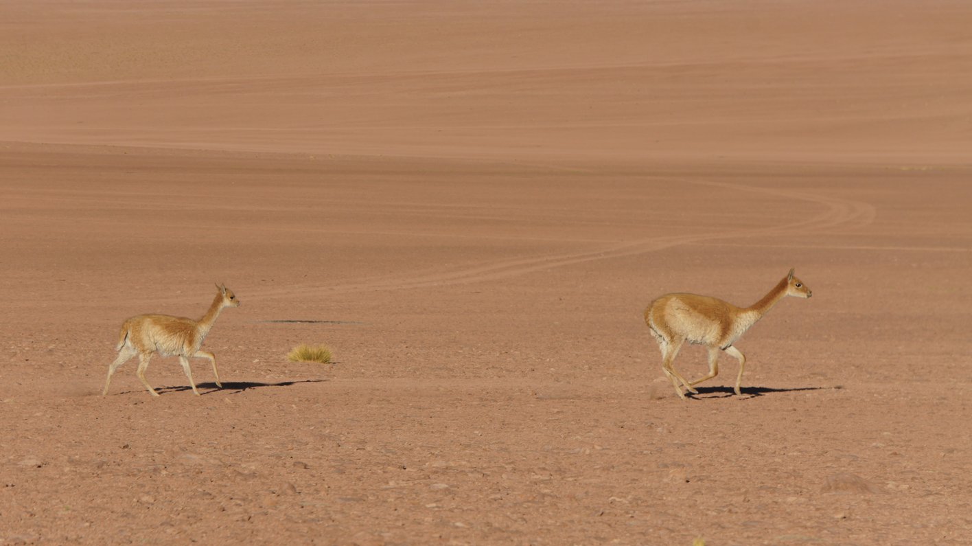 Chile Atacama