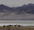 Chile Atacama