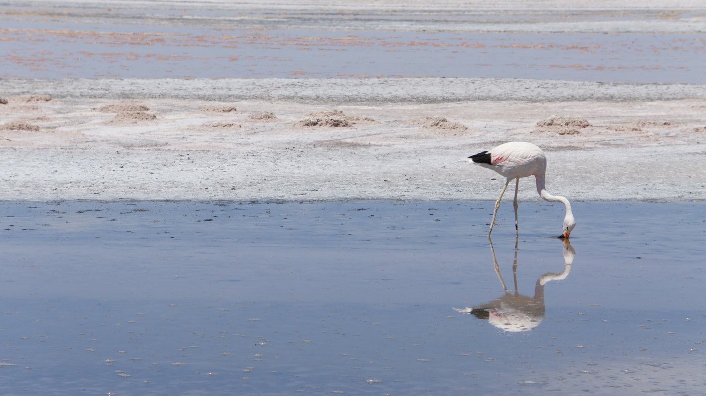 Chile Atacama