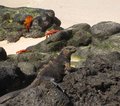 Galapagos