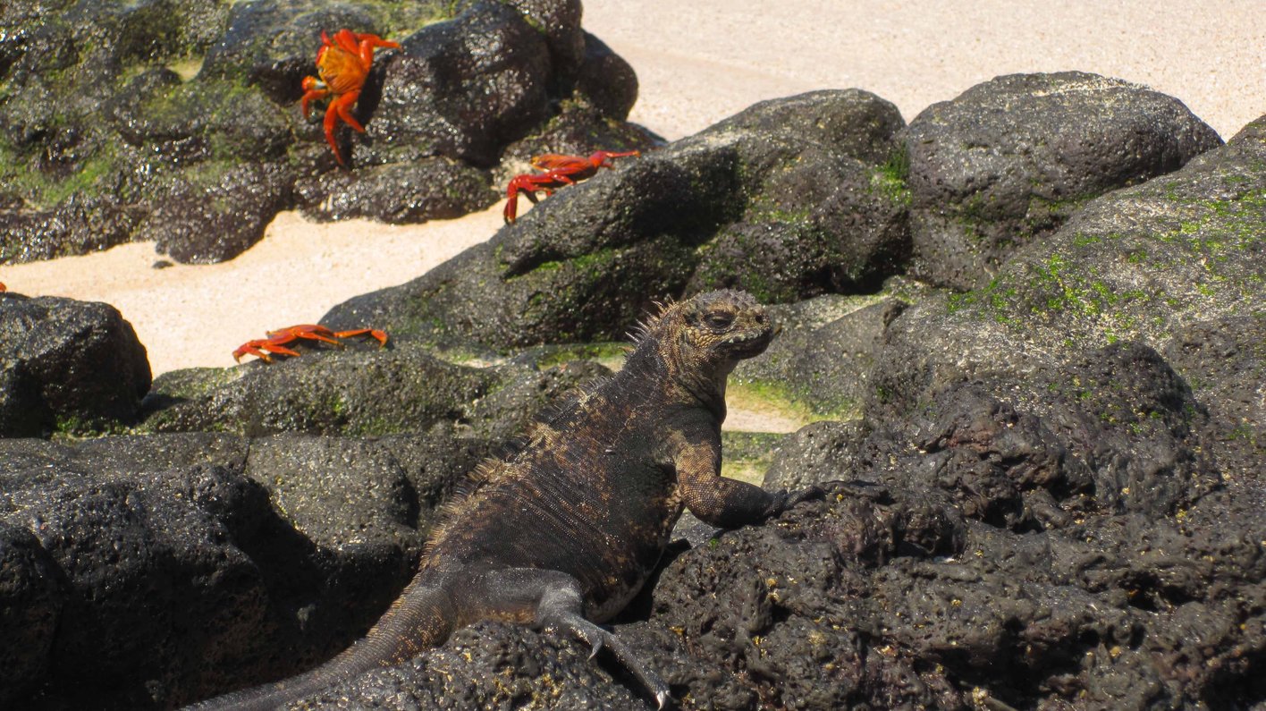 Galapagos