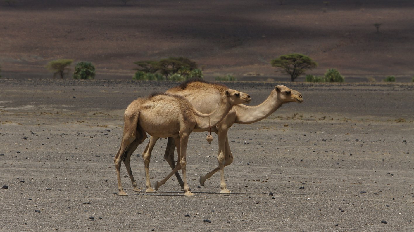 Lake Turkana Kenia