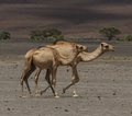 Lake Turkana Kenia