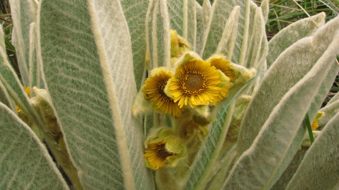 Ecuador