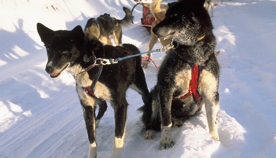 8 Tage Husky-Abenteuer Tour