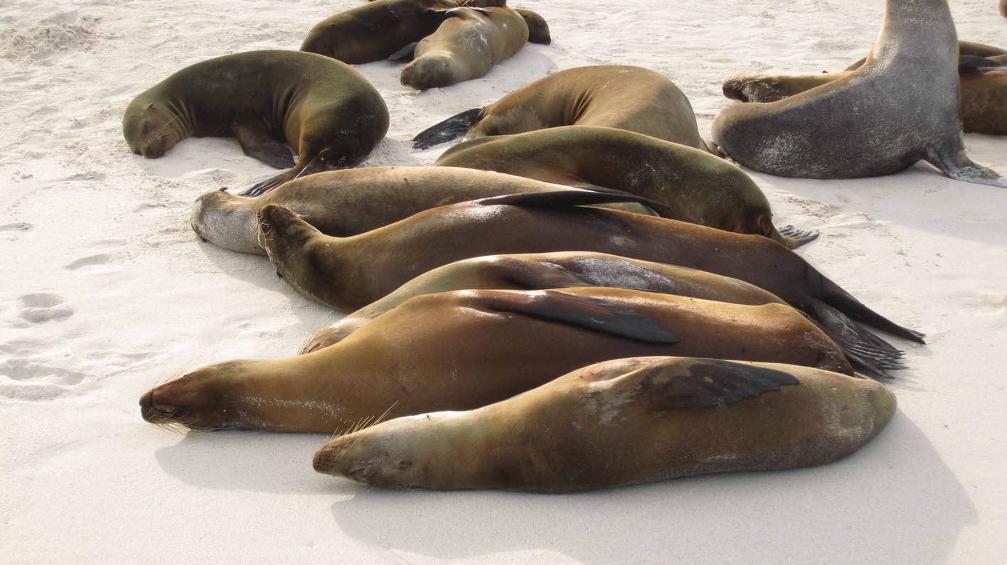 Galapagos