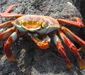 Galapagos