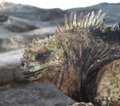 Galapagos