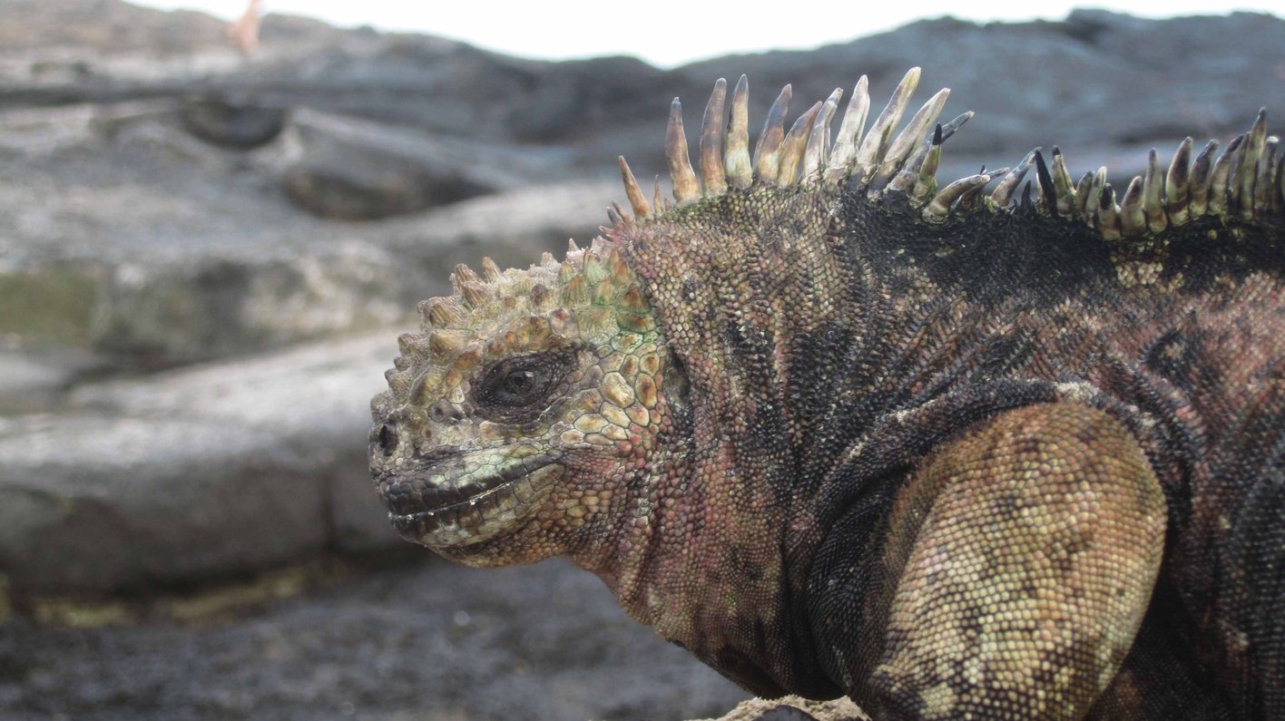 Galapagos