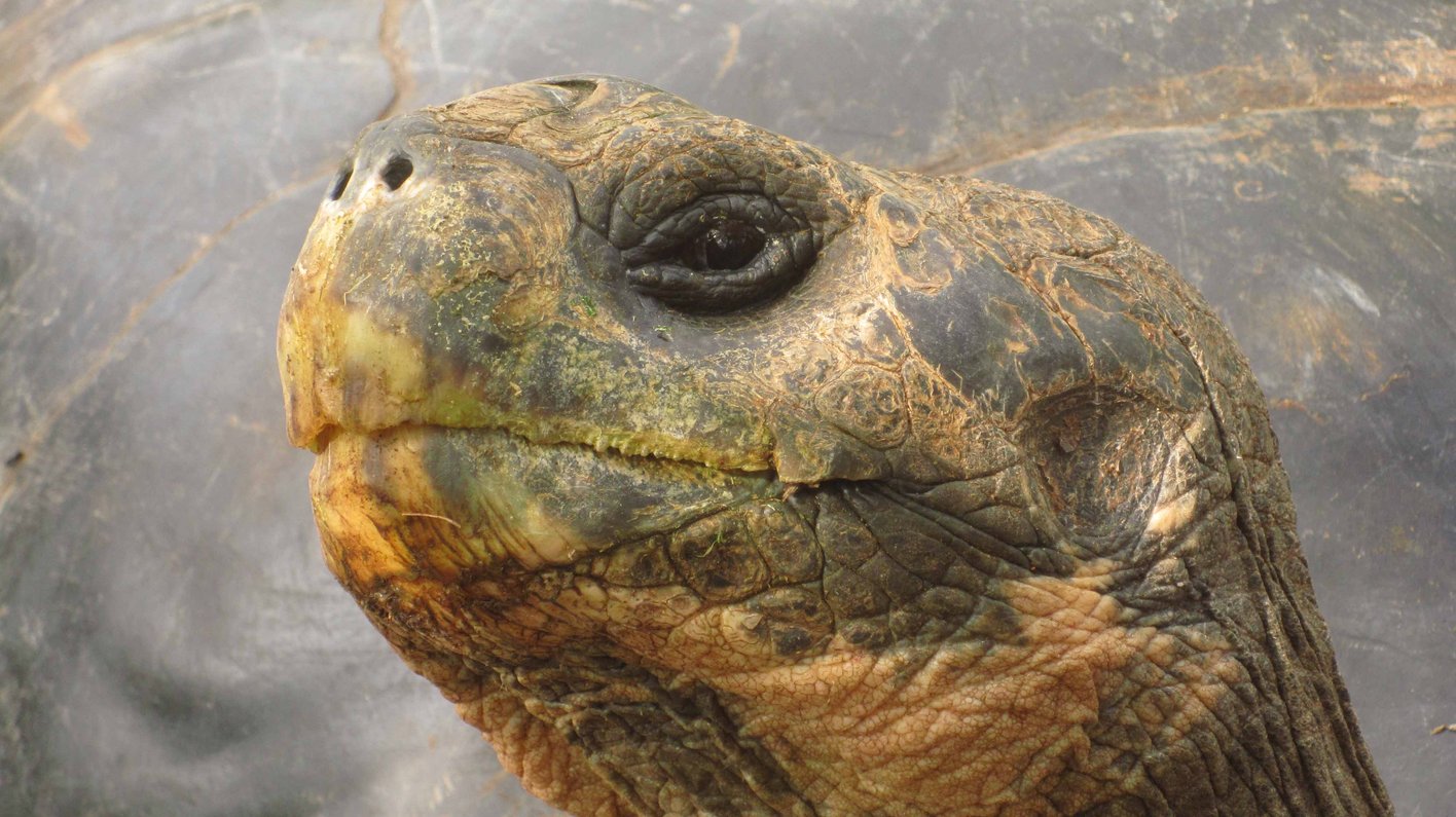Galapagos