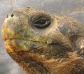 Galapagos