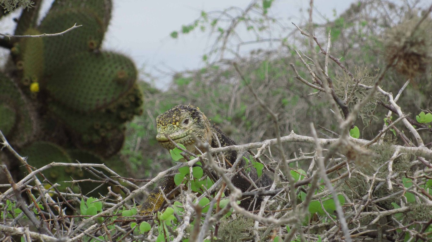 Galapagos