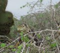 Galapagos