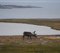 Nordskandinavien