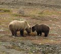 USA Alaska