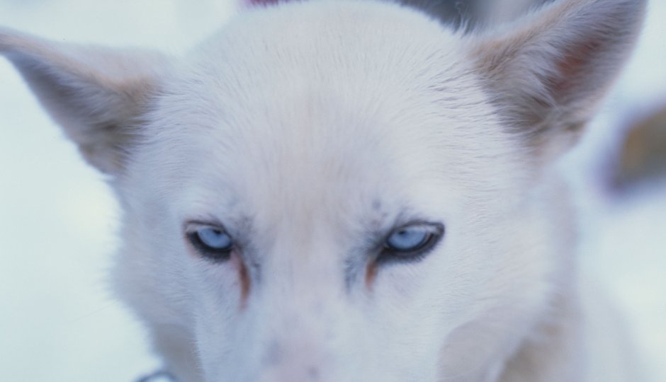 8 Tage Husky-Abenteuer Tour