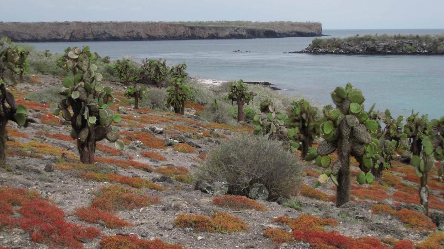 Galapagos