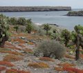 Galapagos