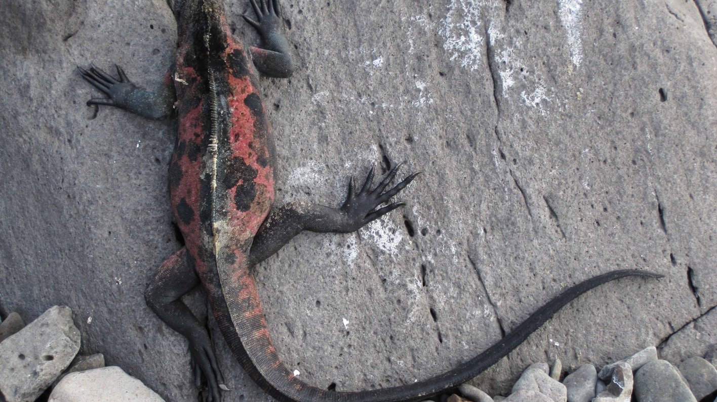 Galapagos