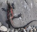 Galapagos