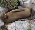Galapagos
